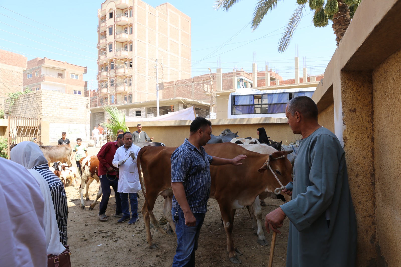 صورة الخبر