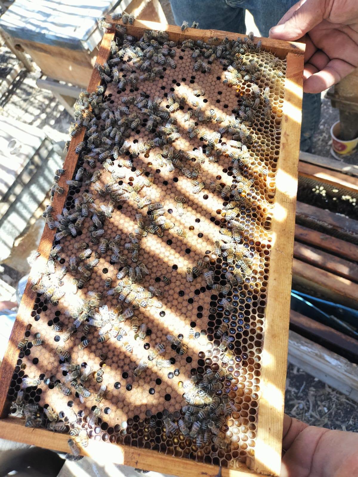 صورة الخبر