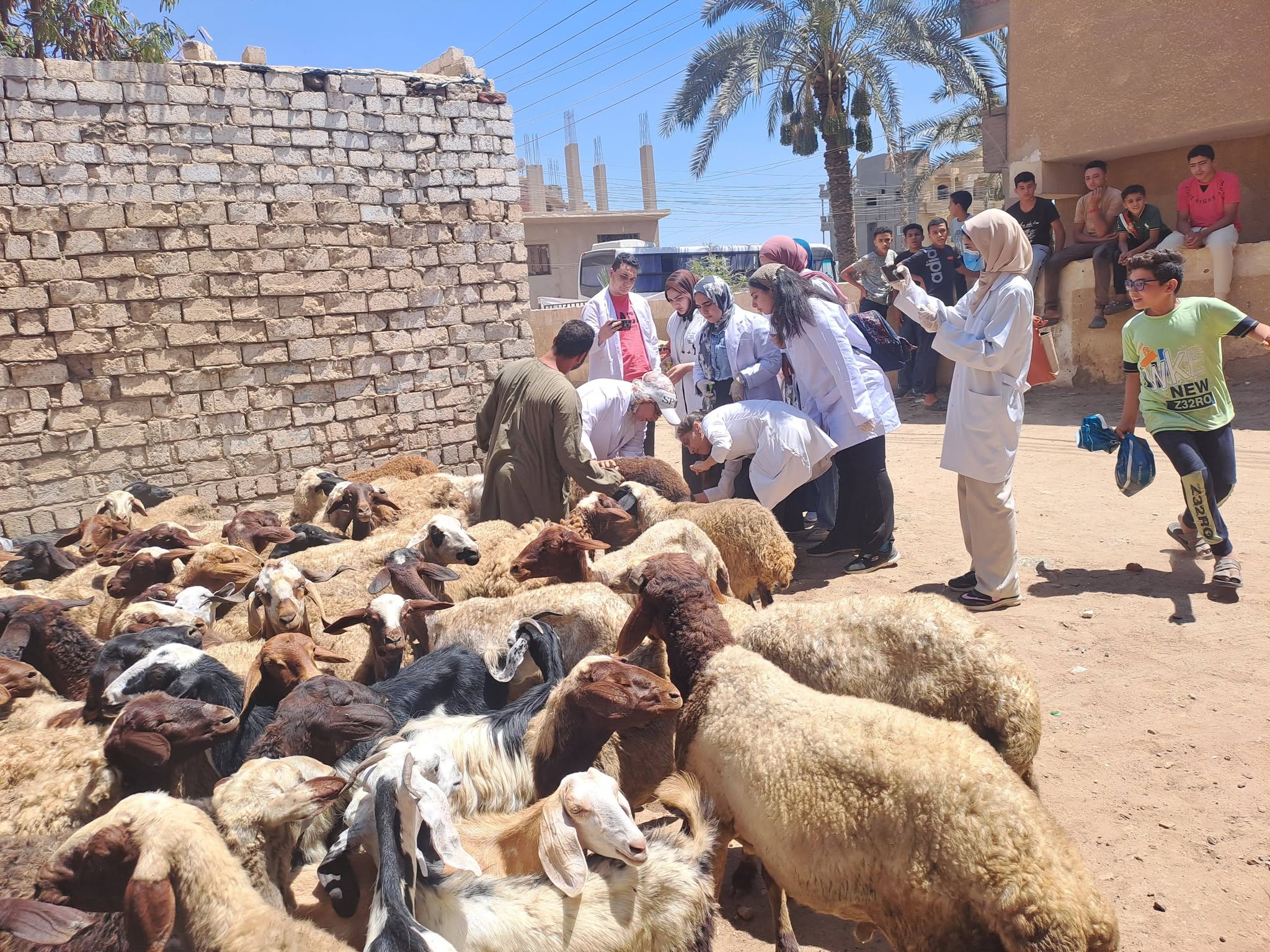 صورة الخبر