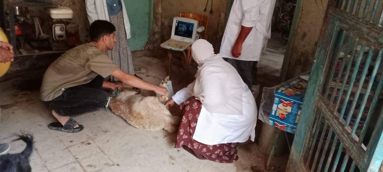 صورة الخبر