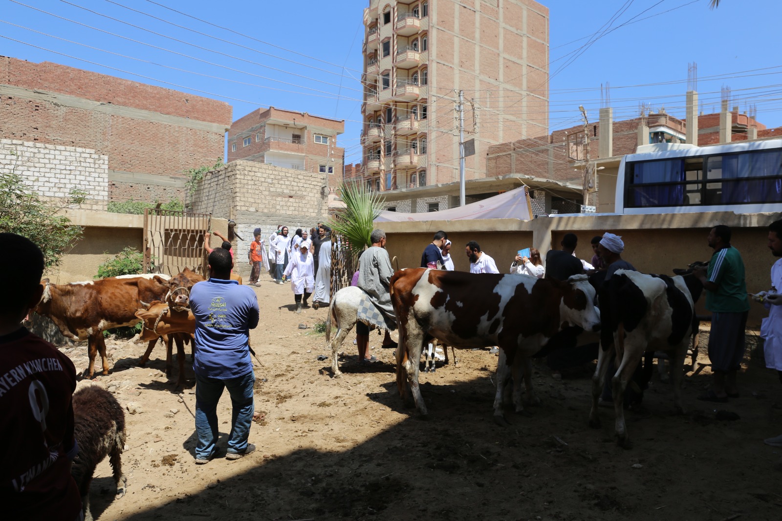 صورة الخبر