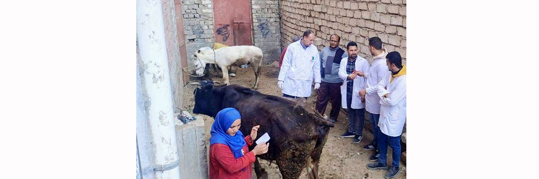   تنظم قافلة بيطرية مجانية بقرية بحر أبو المير التابعة لمركز إطسا