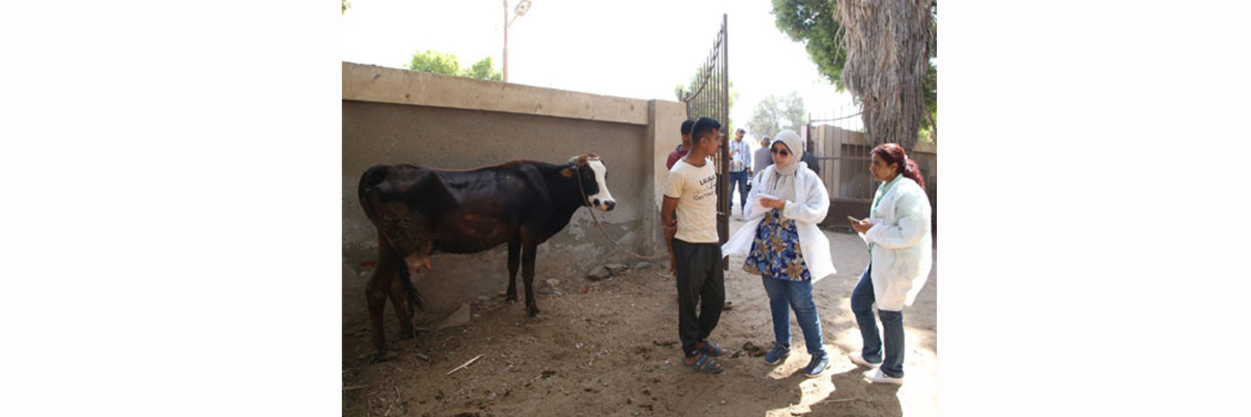   علاج 1045 حالة من الماشية بالمجان ضمن القافلة البيطرية بقرية الأعلام مركز الفيوم