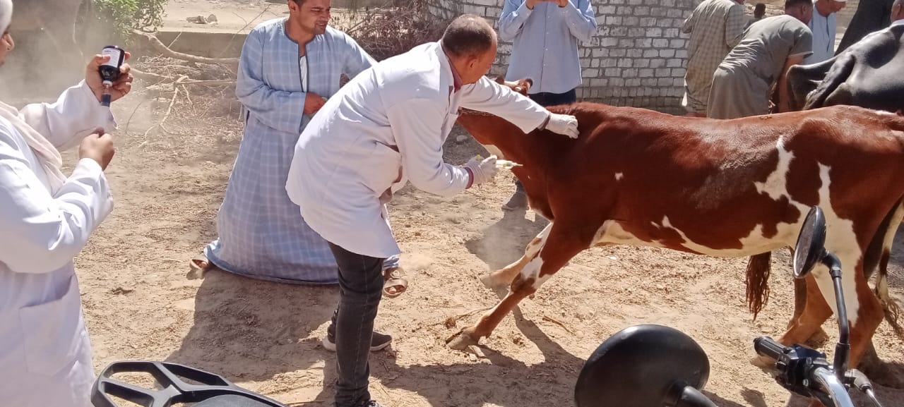 صورة الخبر